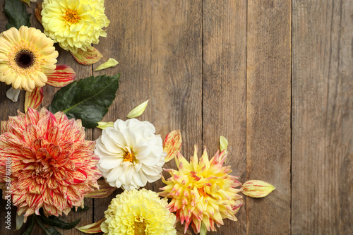 Flat lay composition with beautiful dahlia flowers on wooden background. Space for text