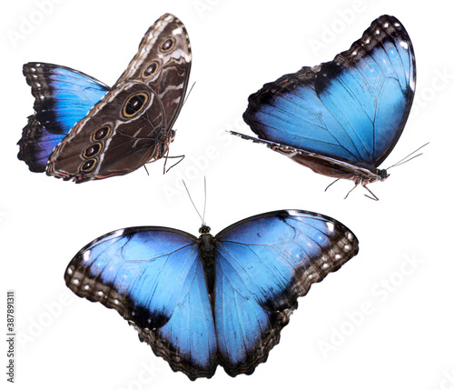 Set of beautiful blue morpho butterflies on white background photo