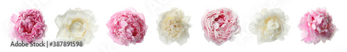 Set of different beautiful peony flowers on white background. Banner design