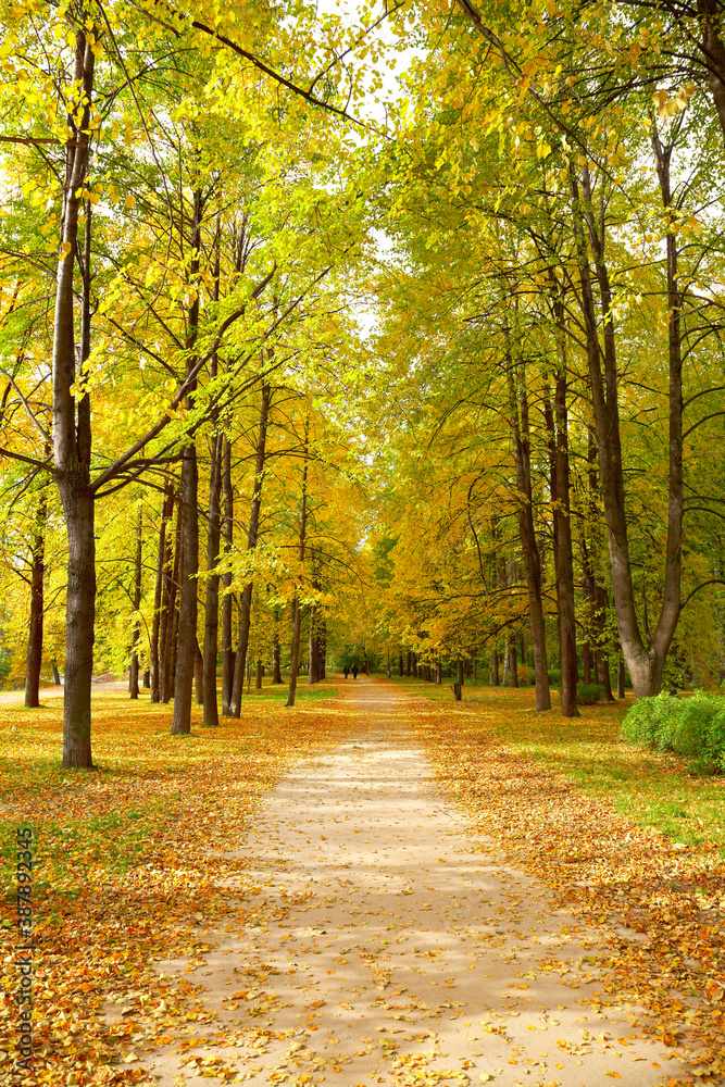 Fototapeta premium Alley in autumn park