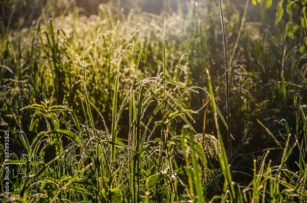 A warm summer morning. Birch grove at dawn. Fields and meadows with green grass A warm summer morning. Birch grove at dawn. Fields and meadows with green grass