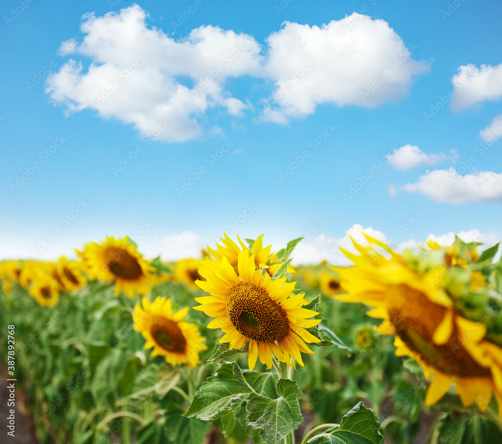 Beautiful sunflower field under blue sky with clouds Beautiful sunflower field under blue sky with clouds