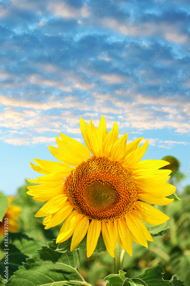 Beautiful sunflower in field under blue sky with clouds