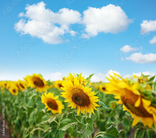 Beautiful sunflower field under blue sky with clouds
