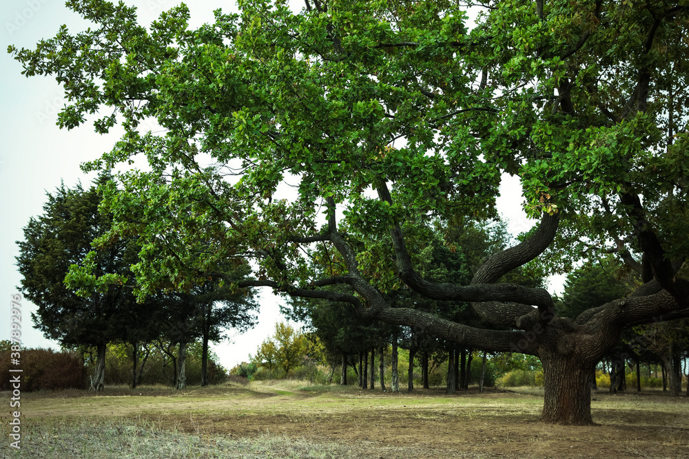 Beautiful oak with large twisted branches outdoors. Fantasy forest