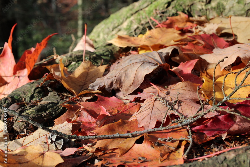 fallen autumn leaves fallen autumn leaves