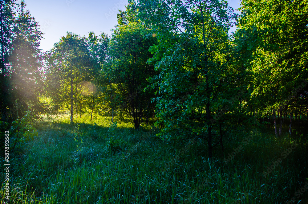 the sun's rays break through the birch leaves. Thick morning fog the sun's rays break through the birch leaves. Thick morning fog