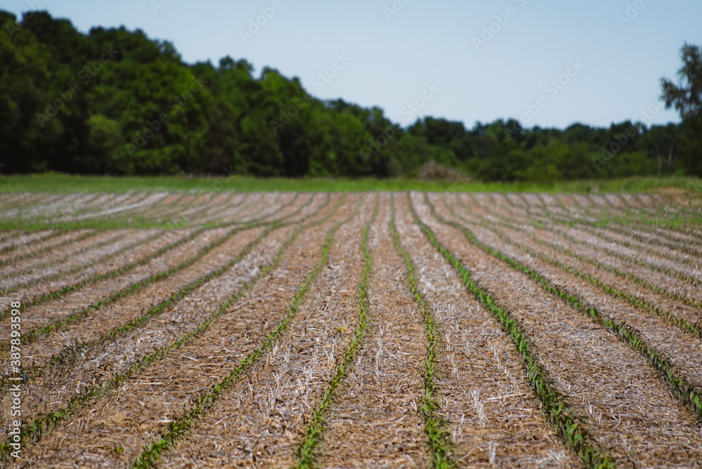 Corn rows