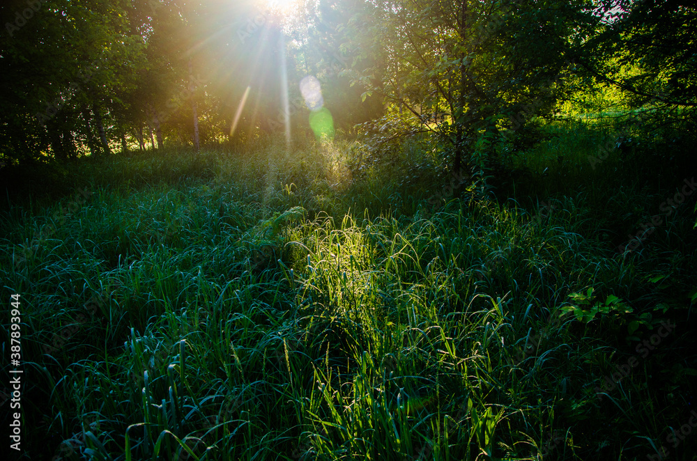Obraz premium the sun's rays break through the birch leaves. Thick morning fog