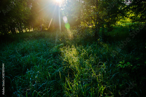 the sun s rays break through the birch leaves. Thick morning fog