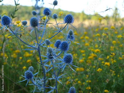 Blue thistle with sharp pointed leaves. Yellow-green background.