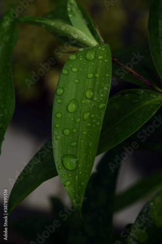 water drops on a leaf 