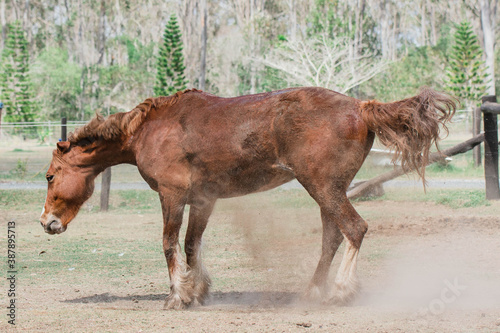 horse shaking