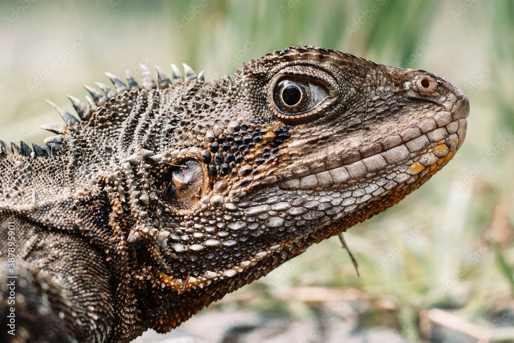 Obraz premium close up of a lizard
