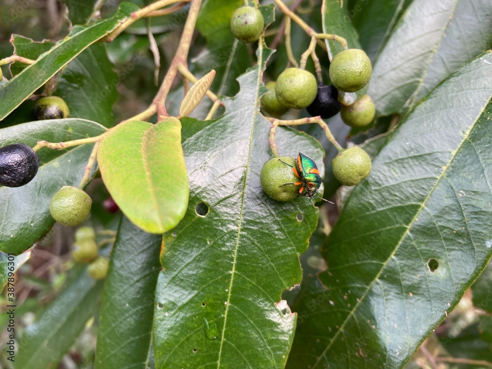 Obraz premium green olives on a tree