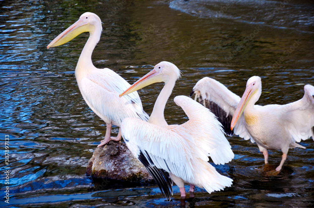 a flock of birds pelicans white in the water a flock of birds pelicans white in the water