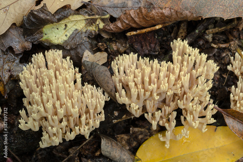 Two groups of crown-tipped mushrooms or artomyces pyxidatus growing on a partly decayed branch in wet, heavy woodland. 