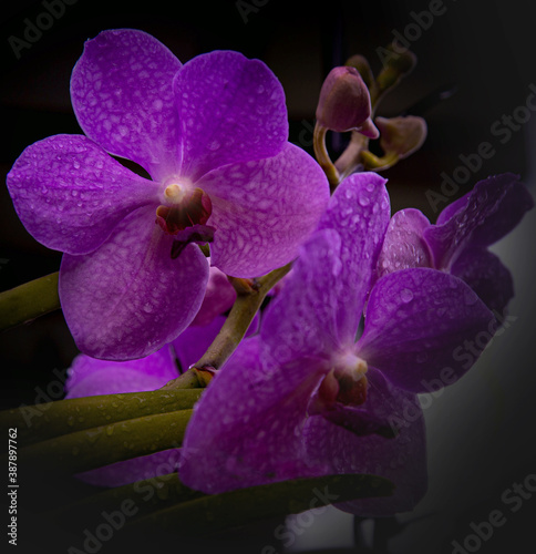 flor