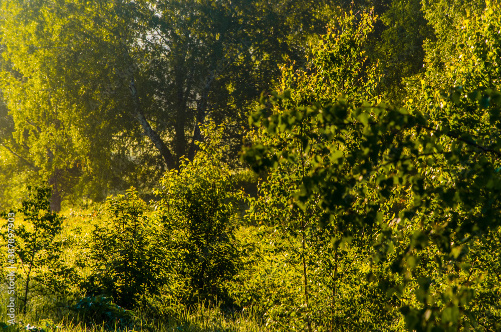 the sun's rays break through the birch leaves. Thick morning fog the sun's rays break through the birch leaves. Thick morning fog