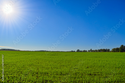 Green field against blue sky and bright sun