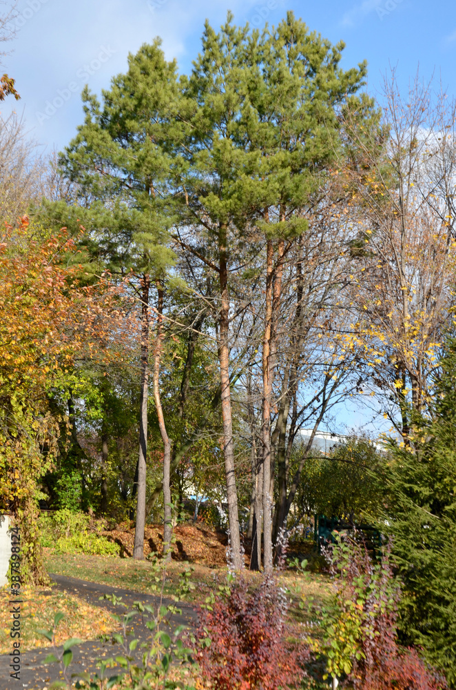 autumn Park with different trees with a path selective
