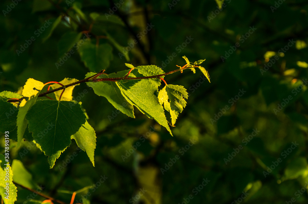 Obraz premium the sun's rays break through the birch leaves. Thick morning fog