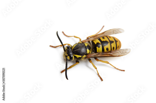 Big wasp isolated on white background, close up