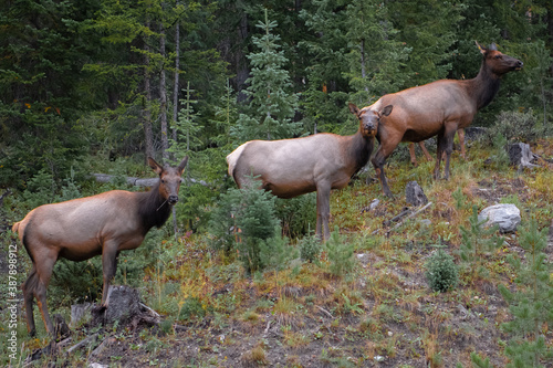 Elks in rocky mountain national park