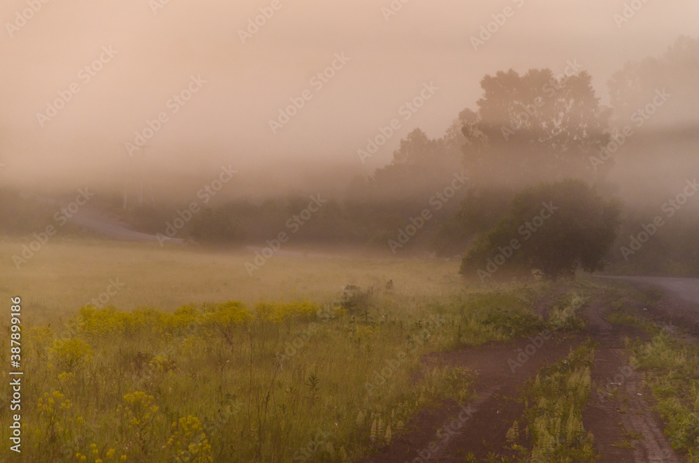 Fototapeta premium early morning. forest hiding in the fog. forest path