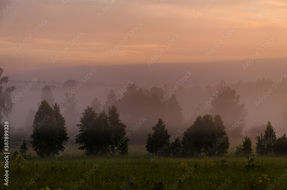 Fototapeta premium Thick mystical fog over a green forest. Juicy grass.