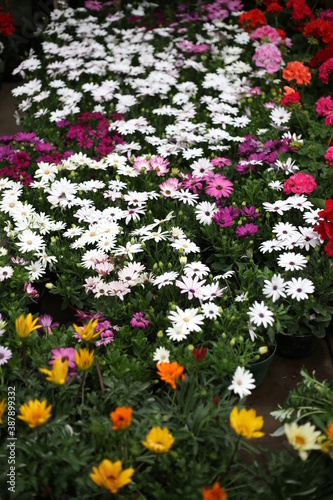 Flores de colores en mercado de las flores en mexico
