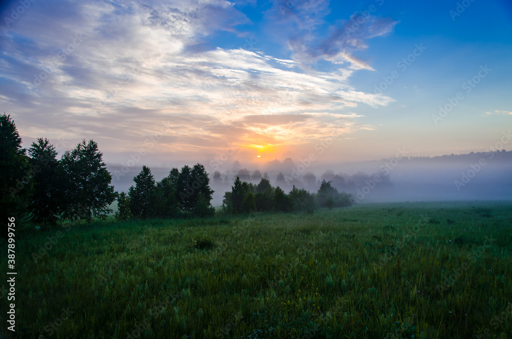 Thick mystical fog over a green forest. Juicy grass.