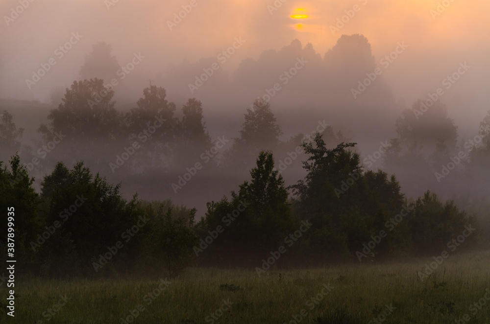 Thick mystical fog over a green forest. Juicy grass. Thick mystical fog over a green forest. Juicy grass.