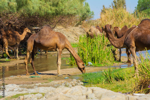 Camels © Naushad