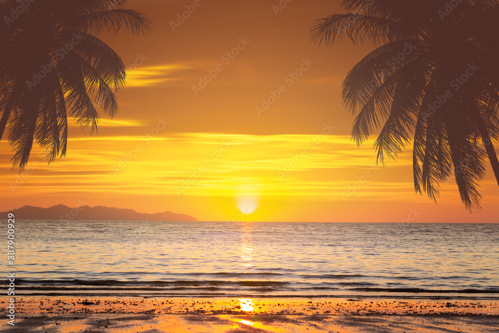 palm tree and beach sunset