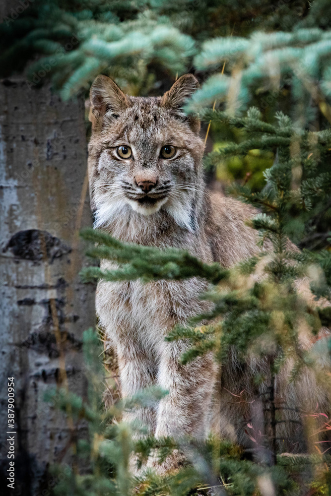 Obraz premium Close up wild lynx portrait in the forest looking at the camera