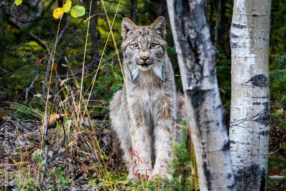 Naklejka premium Close up wild lynx portrait in the forest looking at the camera