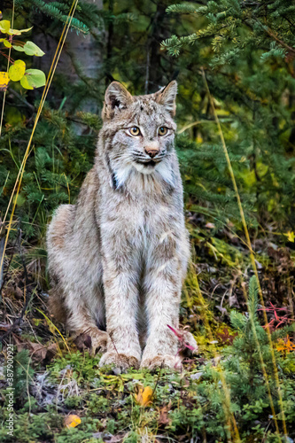 Fototapeta Naklejka Na Ścianę i Meble -  Close up wild lynx portrait in the forest looking away from the camera