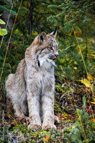 Close up wild lynx portrait in the forest looking away from the camera © PhotoSpirit