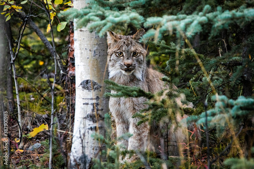 Photography Close up wild lynx portrait in the forest looking at the camera