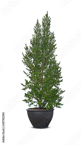Pine tree in pot isolated on white background