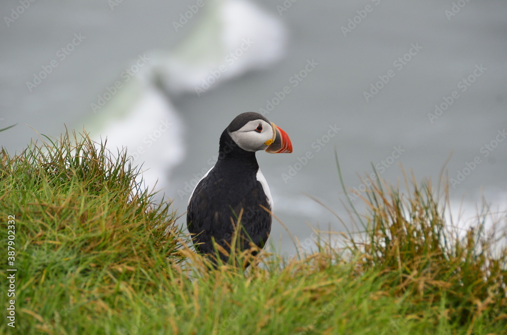puffins ,birds, standing in their natural habitat at a cliff by the ocean in Iceland. puffins ,birds, standing in their natural habitat at a cliff by the ocean in Iceland.