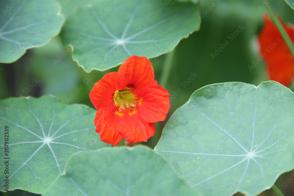 Yellow and orange flowers with big green leaves. Yellow and orange flowers with big green leaves.
