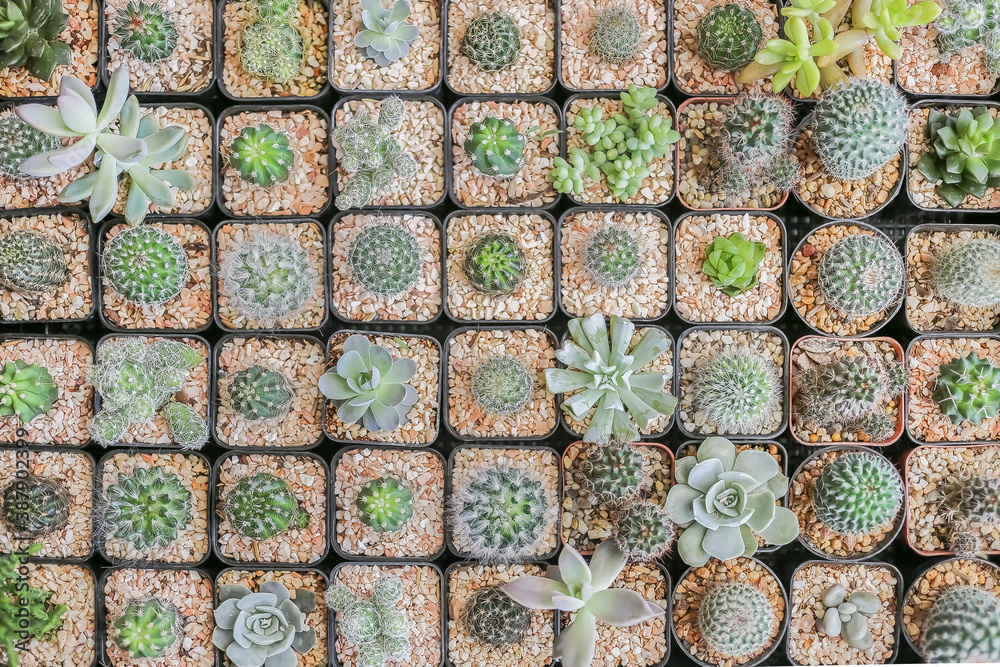 pattern of mixed succulents cactus plant in pot, top view pattern of mixed succulents cactus plant in pot, top view