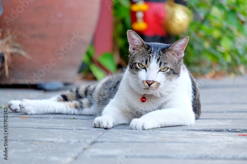  cat look at camera while relax on ground , lazy cat