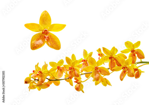 Yellow orchid isolated on white background with clipping path included.