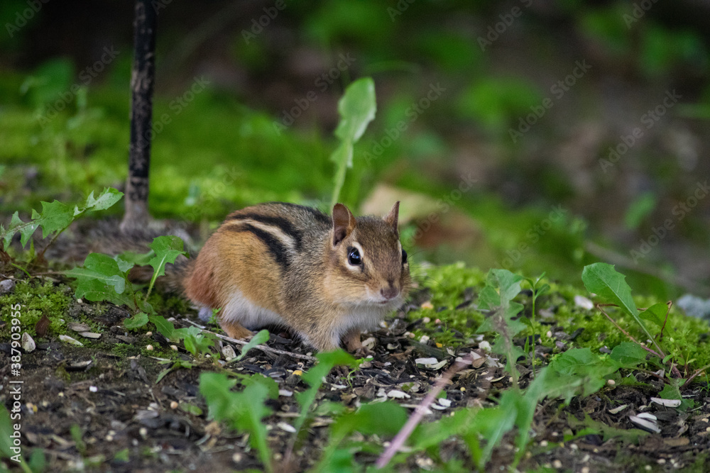 chipmunk chipmunk