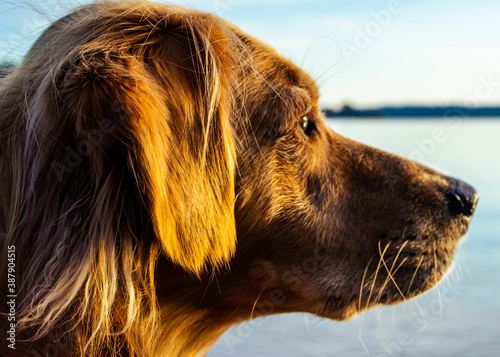 Obraz na płótnie Dog Portrait 