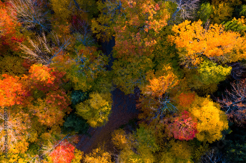 Aerial view of Forest in Autumn with Fall Colors in New England © muddymari
