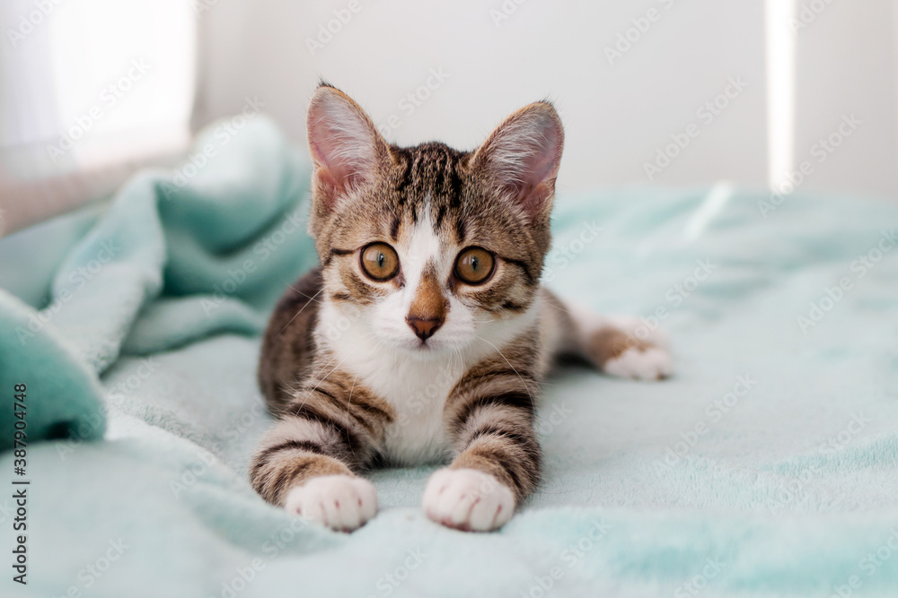 Small white tabby kitten with green eyes is lying on a blue blanket near to window and looking into the camera. Small white tabby kitten with green eyes is lying on a blue blanket near to window and looking into the camera.